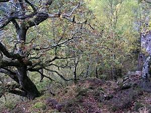 Autumn-woodland-with-ancient-oak
