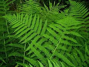 Common-male-fern-compared-with-lady-fern-1