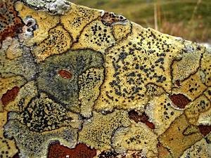 Crustose-mountain-lichens-2