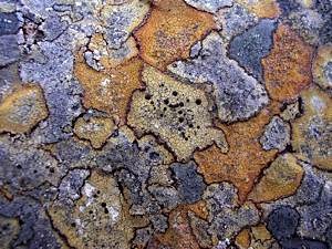Crustose-mountain-lichens-3