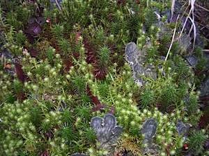 Dog-lichen-Peltigera-membranacea-with-mosses-Polytrichum-commune-and-Rhytidiadelphus-squarrosus