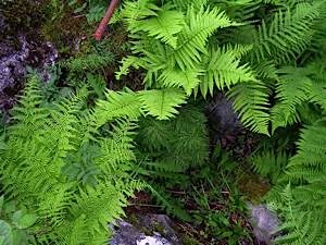 Ferns-of-damp-woodland-with-wood-horsetail