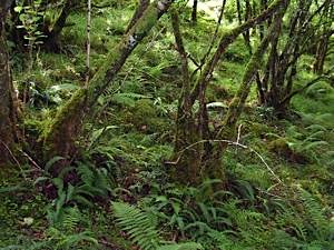 Fragment-of-ancient-birch-oak-woodland-in-Lochalsh