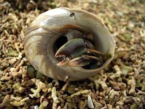 Hermit-crab-Pagurus-bernhardus-in-turban-topshell-Gibbula-magus