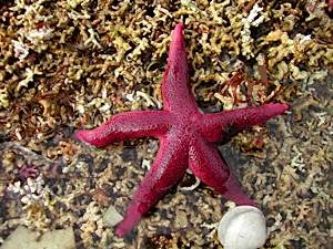 Low-shore-starfish-Henricia-militaris