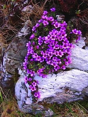 Purple saxifrage