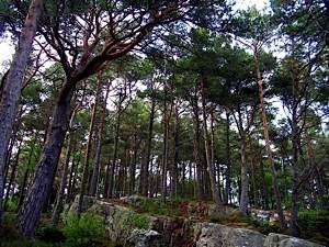 Scots pine Eilean na Creige Dubh, Lochalsh