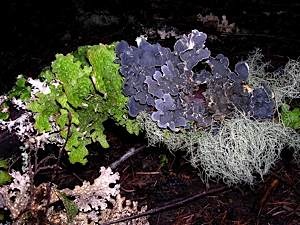 Tree-bark-lichens-on-fallen-branch