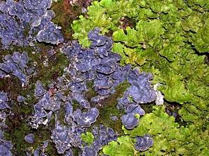 Tree-trunk-lichens-Lobaria-scrobuiculata-and-L-pulmonaria
