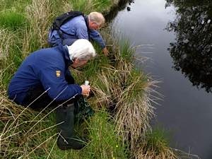 Water vole survey