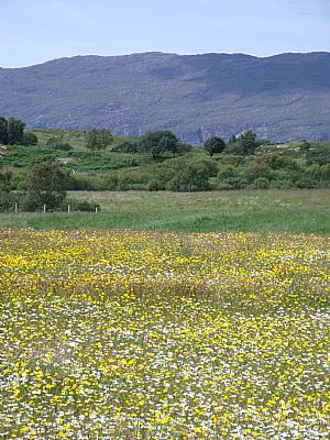 Species rich meadow at Duirinish
