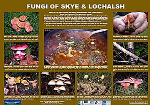 Fungi (fruiting bodies)