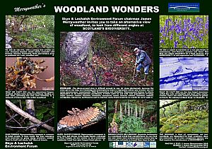 James Merryweathers Choice: Woodland Wonders